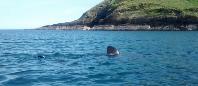 Getting this close to basking sharks is special